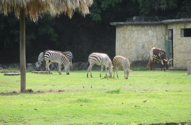 Zoo of Santo Domingo - Dominican Republic