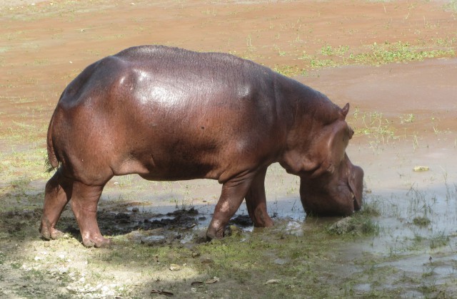 Zoo of Santo Domingo - Dominican Republic